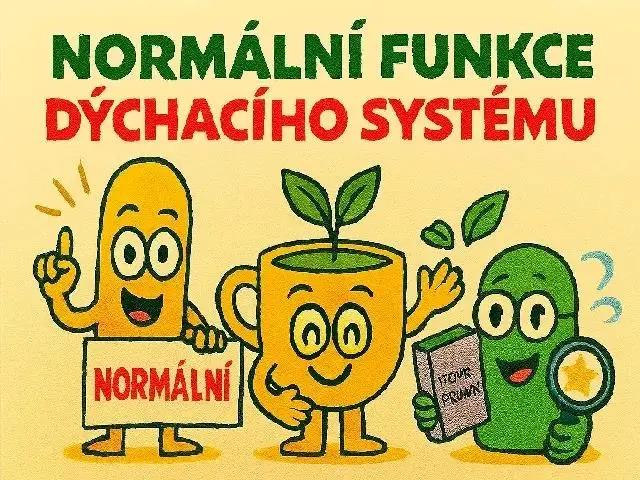 OK 2.Normální funkce dýchání